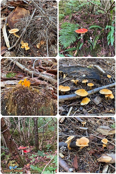 Woop Woop finds Fascinating Fungi in Wonham Woods